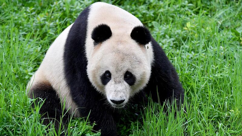 La_alcaldesa_de_San_Francisco_busca_traer_a_los_pandas_de_vuelta_a_casa__