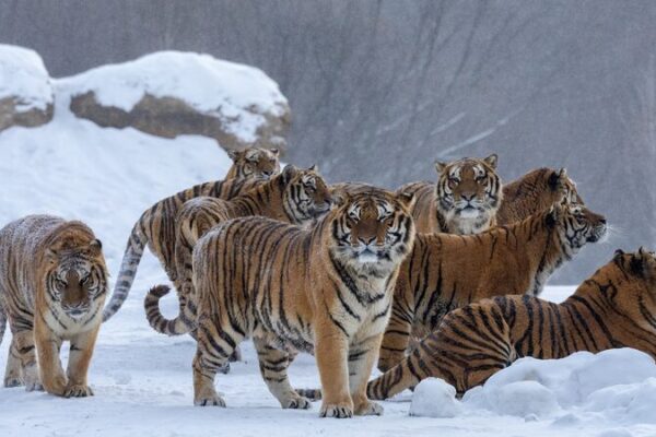¡La alta tecnología de China protege a los tigres: drones al rescate! 🐯🚁 _La_alta_tecnologi_a_de_China_protege_a_los_tigres__drones_al_rescate____