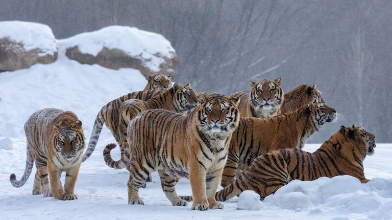 _La_alta_tecnologi_a_de_China_protege_a_los_tigres__drones_al_rescate____