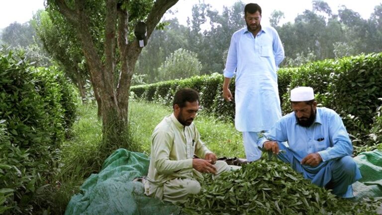 La amistad entre China y Pakistán mejora la vida local 🌟 La_amistad_entre_China_y_Pakista_n_mejora_la_vida_local__