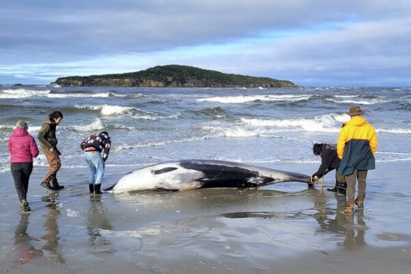 La ballena más rara del mundo aparece en una playa de Nueva Zelanda 🌊🐋