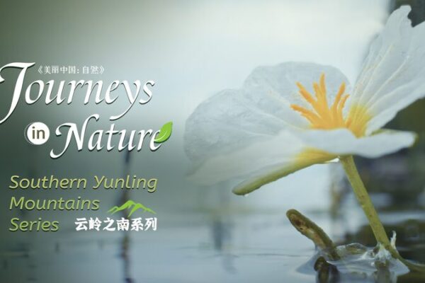 La_belleza_oculta_del_lago_Erhai__descubre_el__girasol_en_el_agua_ video poster