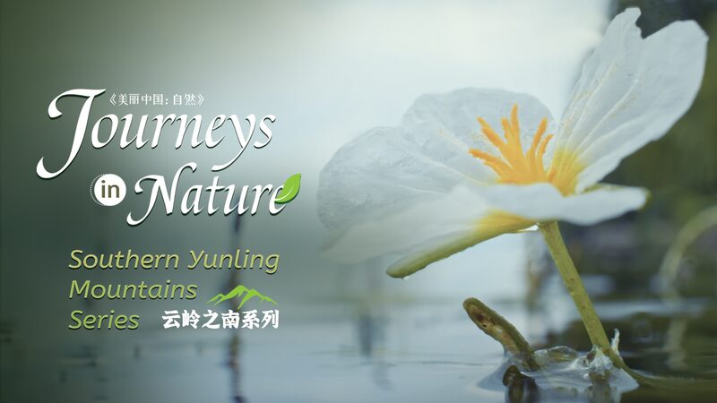 La_belleza_oculta_del_lago_Erhai__descubre_el__girasol_en_el_agua_ video poster