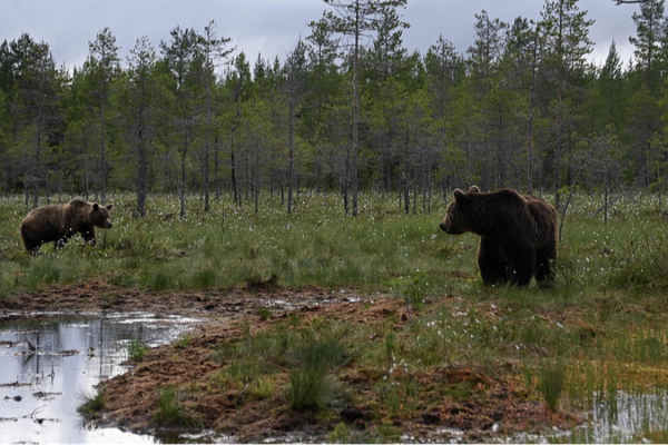 La biodiversidad costera de Finlandia enfrenta una crisis: ¿Qué está pasando? 🌊🌿 La_biodiversidad_costera_de_Finlandia_enfrenta_una_crisis___Que__esta__pasando____