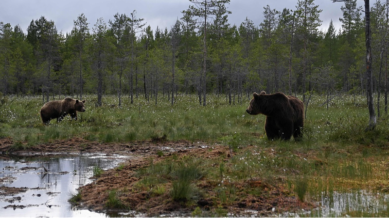 La_biodiversidad_costera_de_Finlandia_enfrenta_una_crisis___Que__esta__pasando____