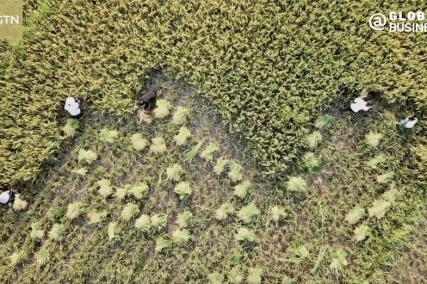 La cooperación China-Uganda impulsa la agricultura con lazos más fuertes 🌱🤝 La_cooperacio_n_China_Uganda_impulsa_la_agricultura_con_lazos_ma_s_fuertes___ video poster