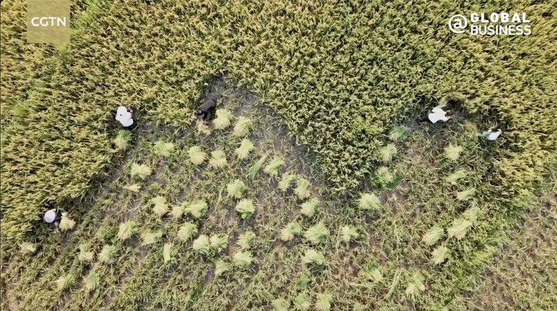 La_cooperacio_n_China_Uganda_impulsa_la_agricultura_con_lazos_ma_s_fuertes___ video poster