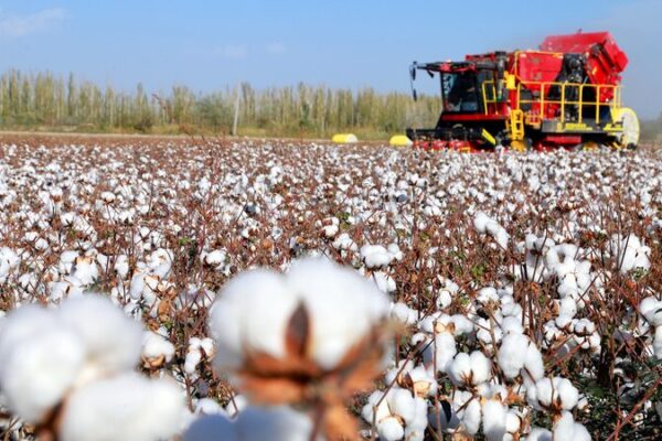 La cosecha de algodón de Xinjiang rompe el récord de rendimiento de China 🌟 La_cosecha_de_algodo_n_de_Xinjiang_rompe_el_re_cord_de_rendimiento_de_China__