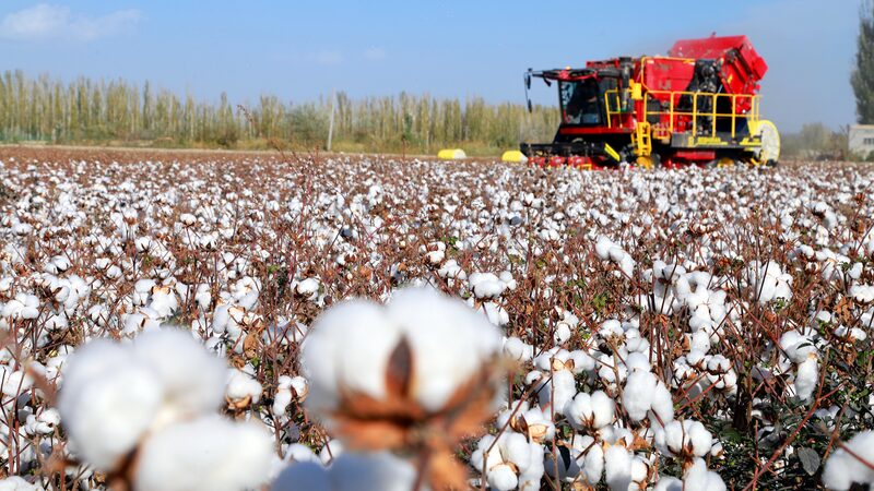 La_cosecha_de_algodo_n_de_Xinjiang_rompe_el_re_cord_de_rendimiento_de_China__