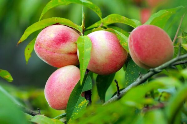 La_cosecha_de_duraznos_transforma_las_montan_as_de_piedra_de_Guizhou_en_un_parai_so_frutal__