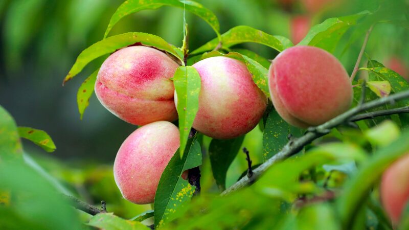 La_cosecha_de_duraznos_transforma_las_montan_as_de_piedra_de_Guizhou_en_un_parai_so_frutal__