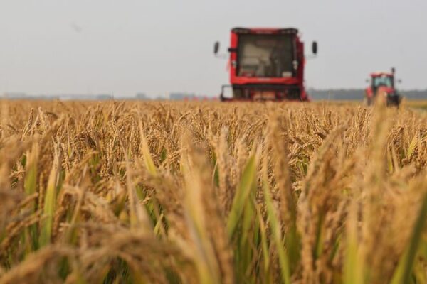 La cosecha de granos de China alcanza un récord histórico a pesar del clima extremo 🌾 La_cosecha_de_granos_de_China_alcanza_un_re_cord_histo_rico_a_pesar_del_clima_extremo__
