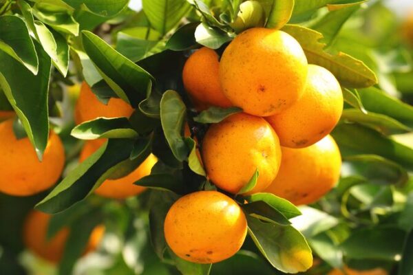 La_cosecha_de_mandarinas_prospera_en_las_montan_as_rocosas_de_Guizhou__