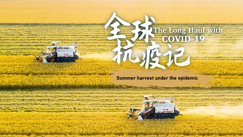 La_cosecha_de_trigo_de_verano_en_China_prospera_en_medio_de_desafi_os_de_la_pandemia__ video poster
