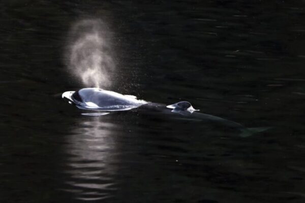 La_cri_a_de_orca_nada_libre_tras_un_mes_atrapada_en_una_laguna_canadiense__