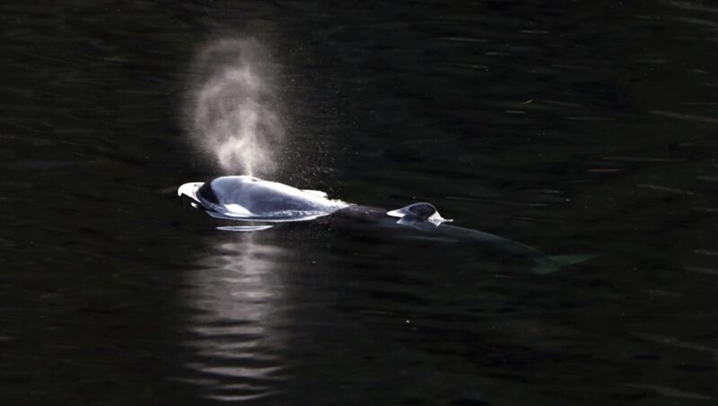 La_cri_a_de_orca_nada_libre_tras_un_mes_atrapada_en_una_laguna_canadiense__