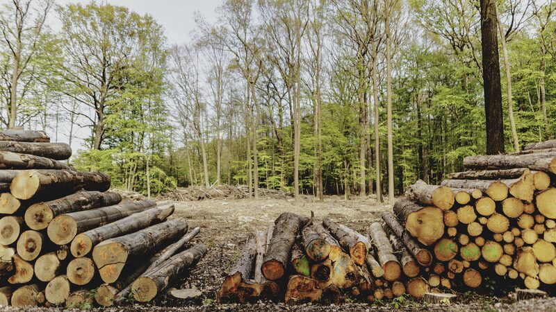 La_deforestacio_n_continu_a__Alerta_del_PNUMA_sobre_el_futuro_verde_global____