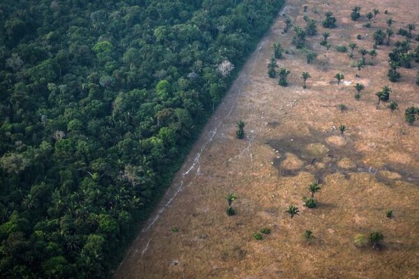 ¡La deforestación en el Amazonas de Brasil cae a su nivel más bajo desde 2016! 🌳 _La_deforestacio_n_en_el_Amazonas_de_Brasil_cae_a_su_nivel_ma_s_bajo_desde_2016___