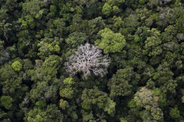 La deforestación en el Amazonas de Brasil cae un 30% en febrero 🌿 La_deforestacio_n_en_el_Amazonas_de_Brasil_cae_un_30__en_febrero__