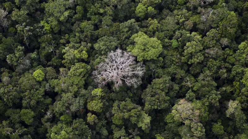 La_deforestacio_n_en_el_Amazonas_de_Brasil_cae_un_30__en_febrero__