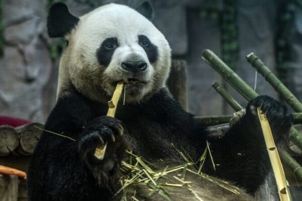 La diversión en la nieve del panda gigante Ling Yan deleita a los visitantes en el centro de China La_diversio_n_en_la_nieve_del_panda_gigante_Ling_Yan_deleita_a_los_visitantes_en_el_centro_de_China video poster