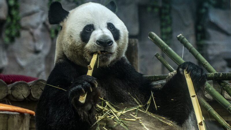La_diversio_n_en_la_nieve_del_panda_gigante_Ling_Yan_deleita_a_los_visitantes_en_el_centro_de_China video poster