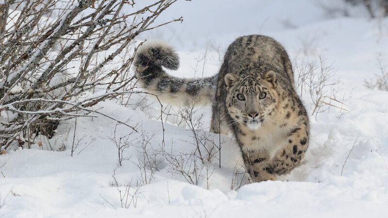 La_e_pica_celebracio_n_de_Mongolia_para_la_conservacio_n_del_leopardo_de_las_nieves___