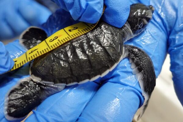 La épica travesía de Kimi la Tortuga Marina: Los esfuerzos de conservación de China en acción La_e_pica_travesi_a_de_Kimi_la_Tortuga_Marina__Los_esfuerzos_de_conservacio_n_de_China_en_accio_n