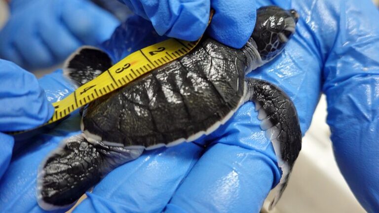 La_e_pica_travesi_a_de_Kimi_la_Tortuga_Marina__Los_esfuerzos_de_conservacio_n_de_China_en_accio_n