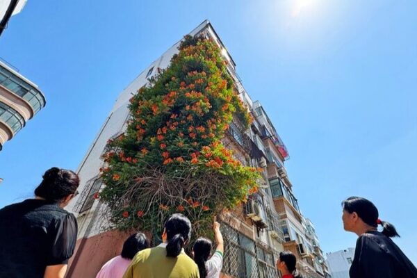 La enredadera de trompeta que asombra a Weifang: ¡20 años trepando paredes! La_enredadera_de_trompeta_que_asombra_a_Weifang___20_an_os_trepando_paredes_