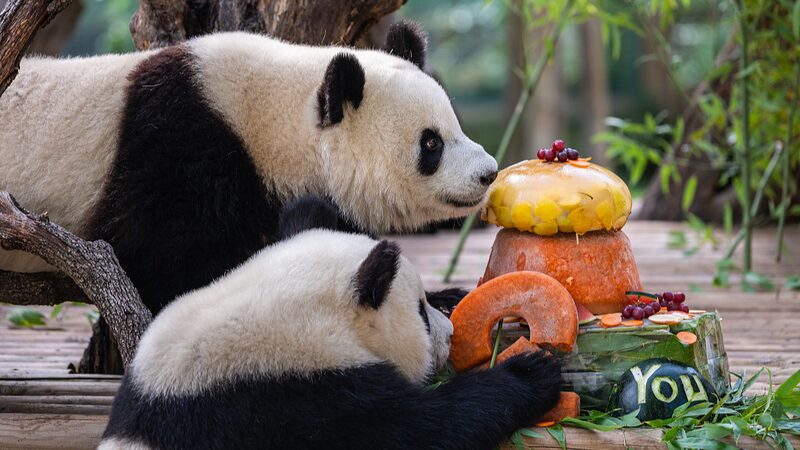 __La_familia_de_pandas_regresa_a_casa_desde_el_zoolo_gico_de_Madrid_a_China