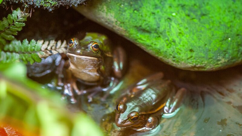 La_fauna_de_Nueva_Zelanda_enfrenta_un_riesgo_de_extincio_n_impulsado_por_el_clima___