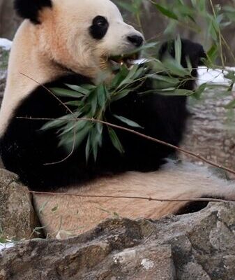 ¡La fiebre del panda invade Washington DC: Conoce a Bao Li y Qing Bao en el Zoológico Nacional! _La_fiebre_del_panda_invade_Washington_DC__Conoce_a_Bao_Li_y_Qing_Bao_en_el_Zoolo_gico_Nacional_ video poster