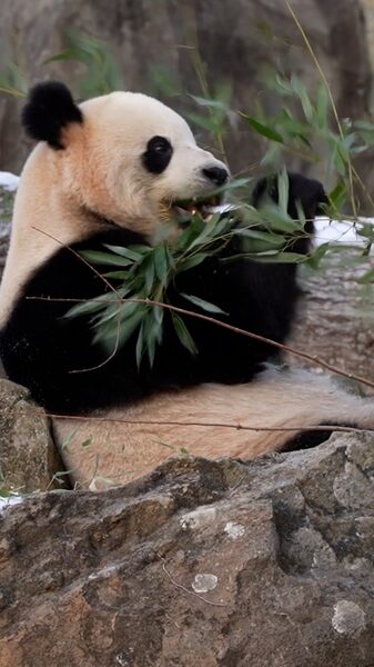 _La_fiebre_del_panda_invade_Washington_DC__Conoce_a_Bao_Li_y_Qing_Bao_en_el_Zoolo_gico_Nacional_ video poster