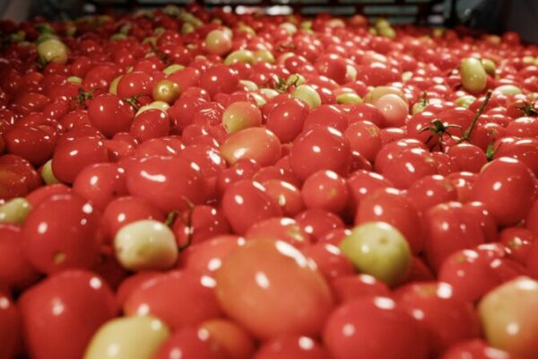 La forma más inteligente de cultivar tomates: la revolución de Jin Zhenzheng 🌱🍅 La_forma_ma_s_inteligente_de_cultivar_tomates__la_revolucio_n_de_Jin_Zhenzheng___