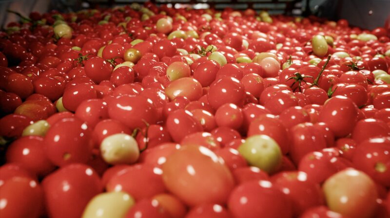La_forma_ma_s_inteligente_de_cultivar_tomates__la_revolucio_n_de_Jin_Zhenzheng___
