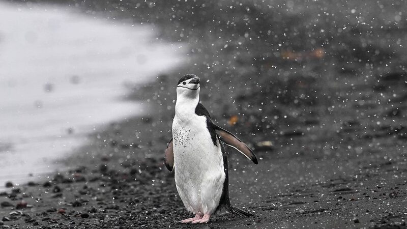 La_gripe_aviar_llega_a_la_Anta_rtida__amenaza_a_las_colonias_de_pingu_inos__