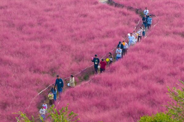 La_hierba_muhly_rosa_transforma_Suqian_en_una_tierra_de_cuento_de_hadas