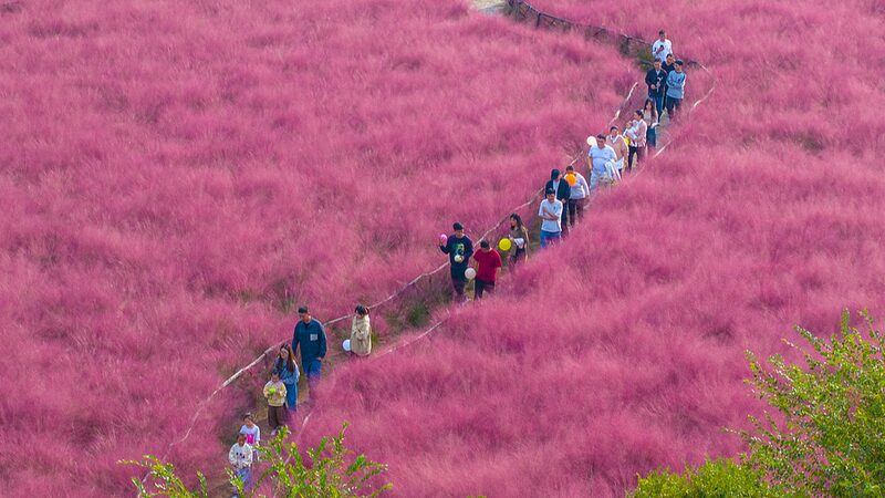 La_hierba_muhly_rosa_transforma_Suqian_en_una_tierra_de_cuento_de_hadas