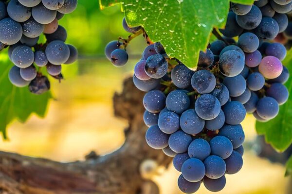 La innovación de IA en China transforma la reproducción de uvas 🍇🚀 La_innovacio_n_de_IA_en_China_transforma_la_reproduccio_n_de_uvas___