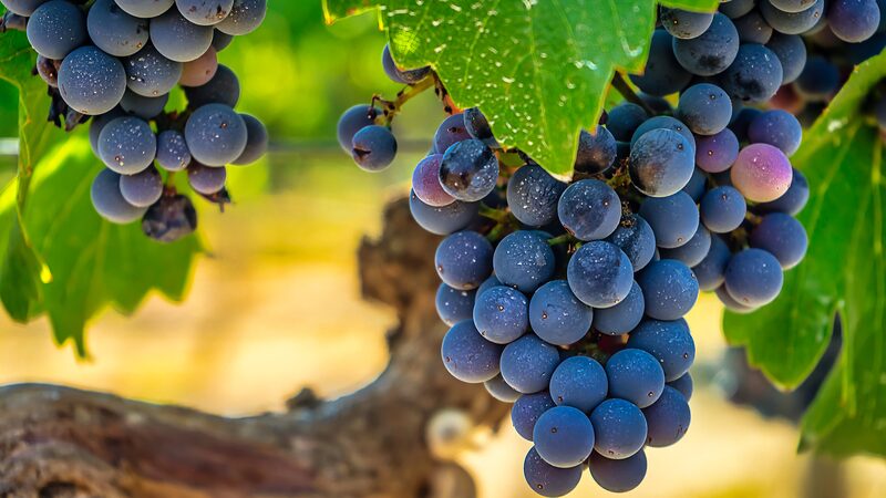 La_innovacio_n_de_IA_en_China_transforma_la_reproduccio_n_de_uvas___