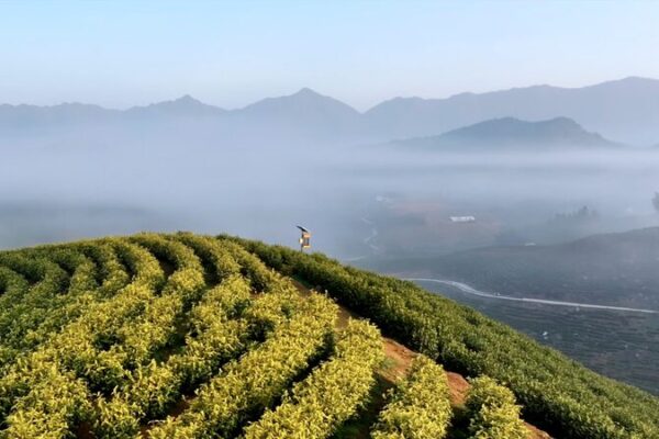 La_joya_oculta_de_Anhui__Frondosos_jardines_de_te__en_el_pueblo_de_Liuxi__ video poster