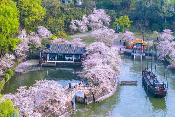 La_magia_de_los_cerezos_en_flor_envuelve_el_lugar_esce_nico_de_Yuantouzhu_en_Wuxi__