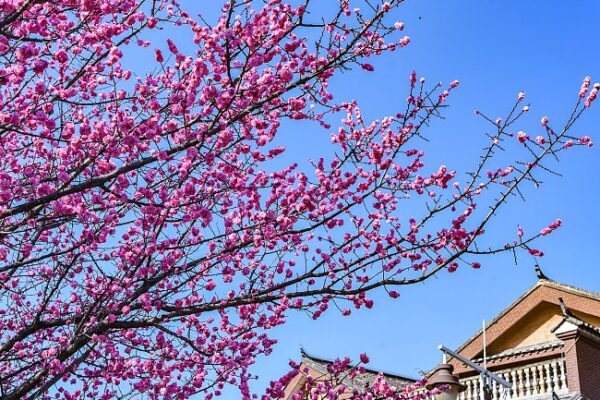 La magia de los ciruelos en flor ilumina la antigua ciudad de Shuixi 🌸 La_magia_de_los_ciruelos_en_flor_ilumina_la_antigua_ciudad_de_Shuixi__
