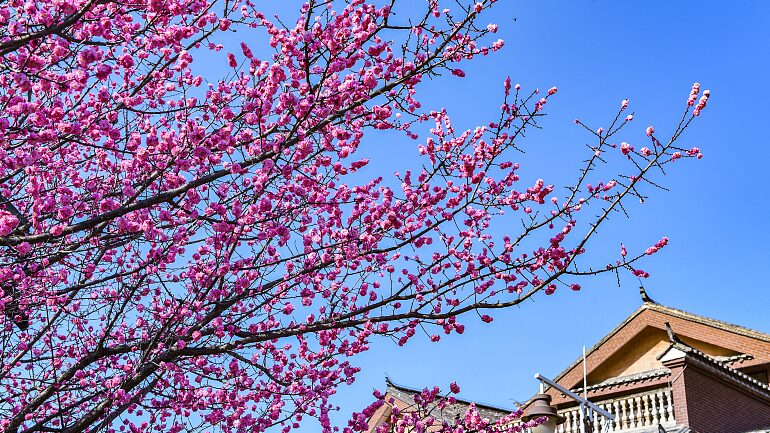La_magia_de_los_ciruelos_en_flor_ilumina_la_antigua_ciudad_de_Shuixi__