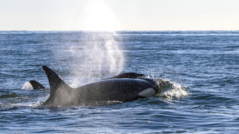 La_menopausia_de_las_ballenas_descifra_el_misterio_de_la_evolucio_n_humana___