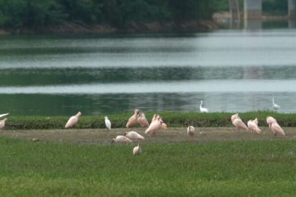 La_misio_n_de_Li_Xia__Salvar_al_ibis_crestado_a_trave_s_de_ha_bitats_silvestres__ video poster