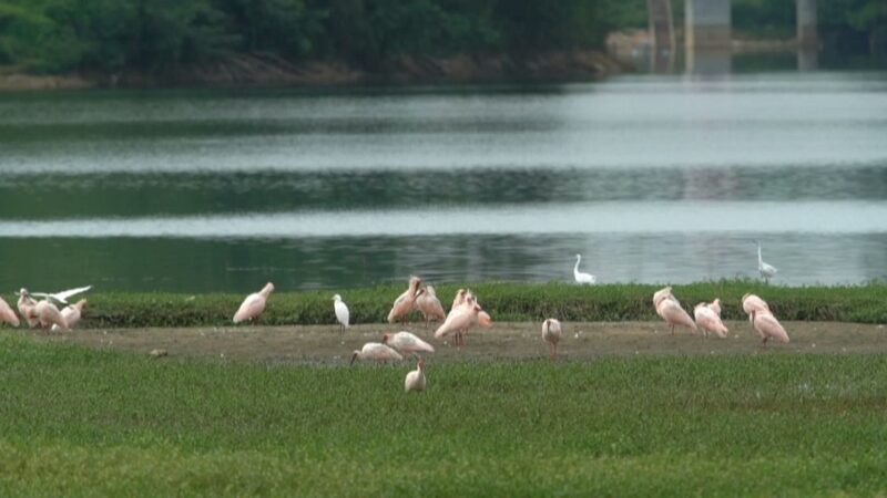 La_misio_n_de_Li_Xia__Salvar_al_ibis_crestado_a_trave_s_de_ha_bitats_silvestres__ video poster