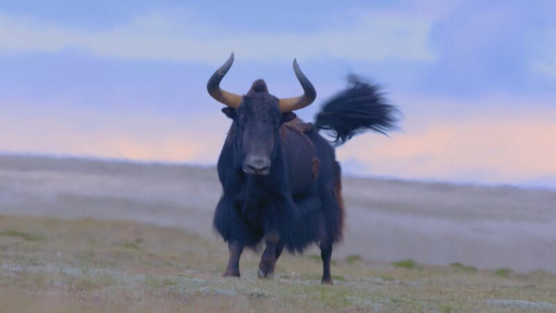La_monitorizacio_n_de_alta_tecnologi_a_impulsa_la_conservacio_n_en_la_meseta_Qinghai_Xizang____ video poster