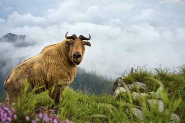 ¡La naturaleza resurge! Fauna salvaje vuelve a Shaanxi después de 25 años 🌿🐾 _La_naturaleza_resurge__Fauna_salvaje_vuelve_a_Shaanxi_despue_s_de_25_an_os___ video poster